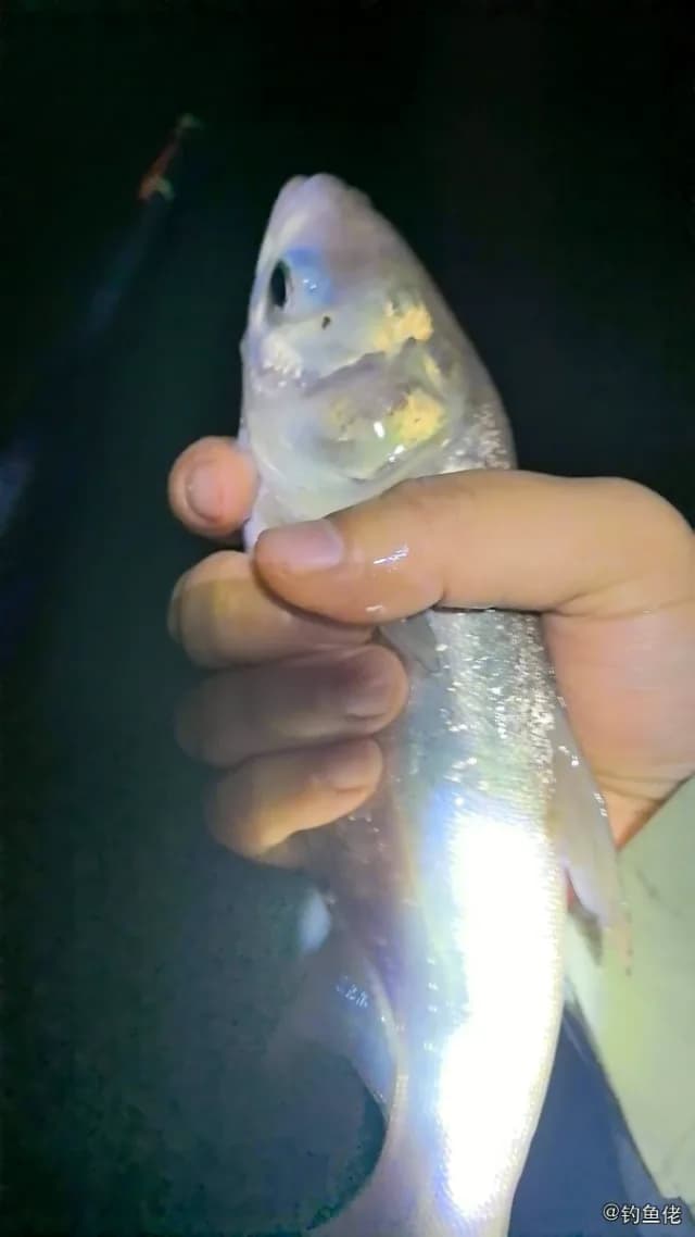 银鱼钓获 自贡市 0.05kg