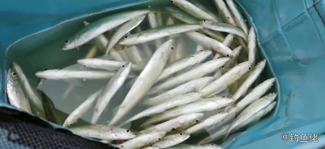 银鱼钓获 江门市 0.02kg