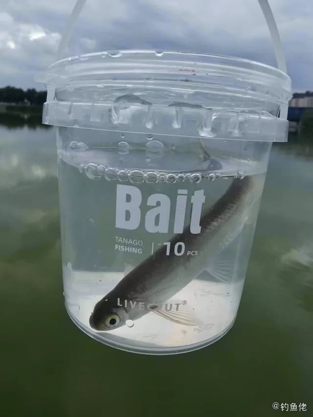 英氏霓虹脂鲤钓获 济宁市 0.8kg