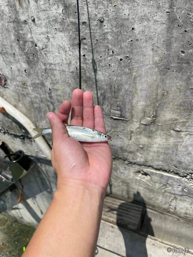 羽鳃鲐钓获 杭州市 0.1kg
