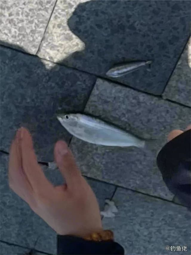 羽鳃鲐钓获 深圳市 0.1kg