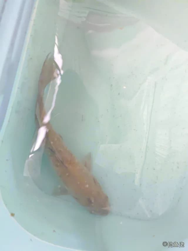 羽鳃鲐钓获 葫芦岛市 0.4kg