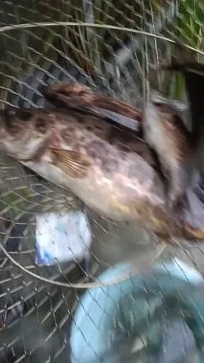 远东海鲂钓获 湘西土家族苗族自治州 0.8kg