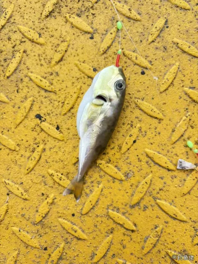 远东海鲂钓获 温州市 1kg