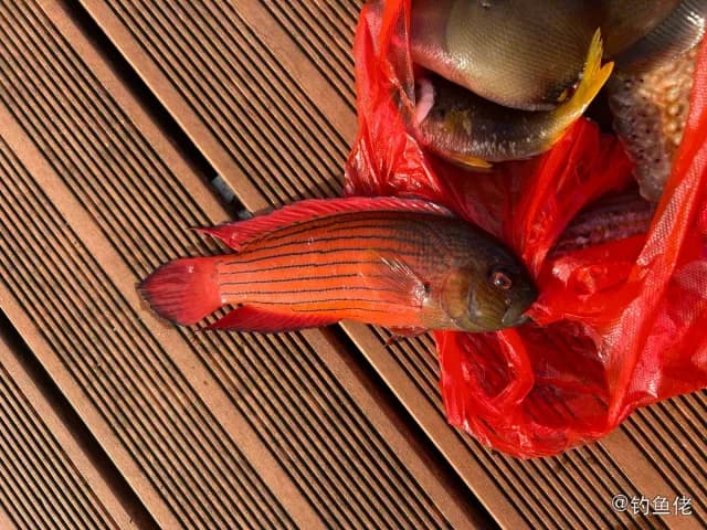 圆眼戴氏鱼钓获 海南省 0.8kg