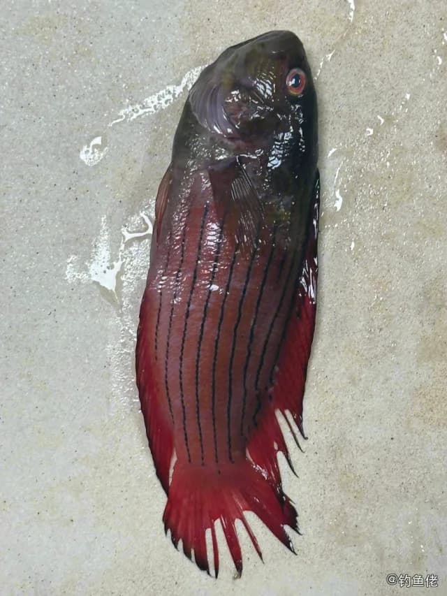 圆眼戴氏鱼钓获 海口市 0.8kg