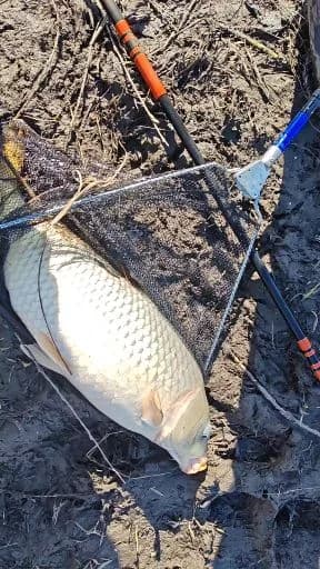 云斑海猪鱼钓获 绥化市 0.1kg