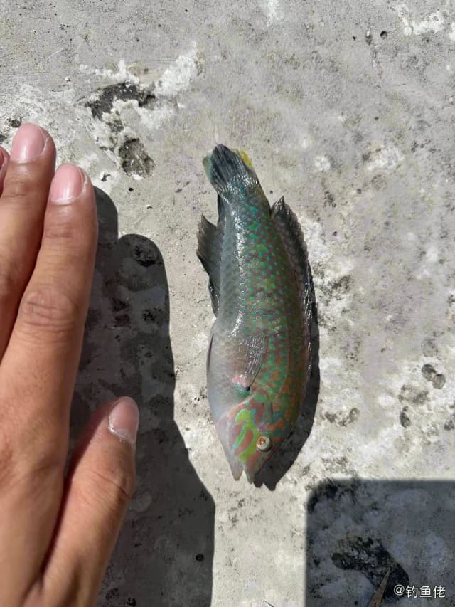 云斑海猪鱼钓获 漳州市 0.1kg