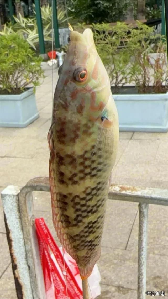 云斑海猪鱼钓获 香港特别行政区 0.1kg