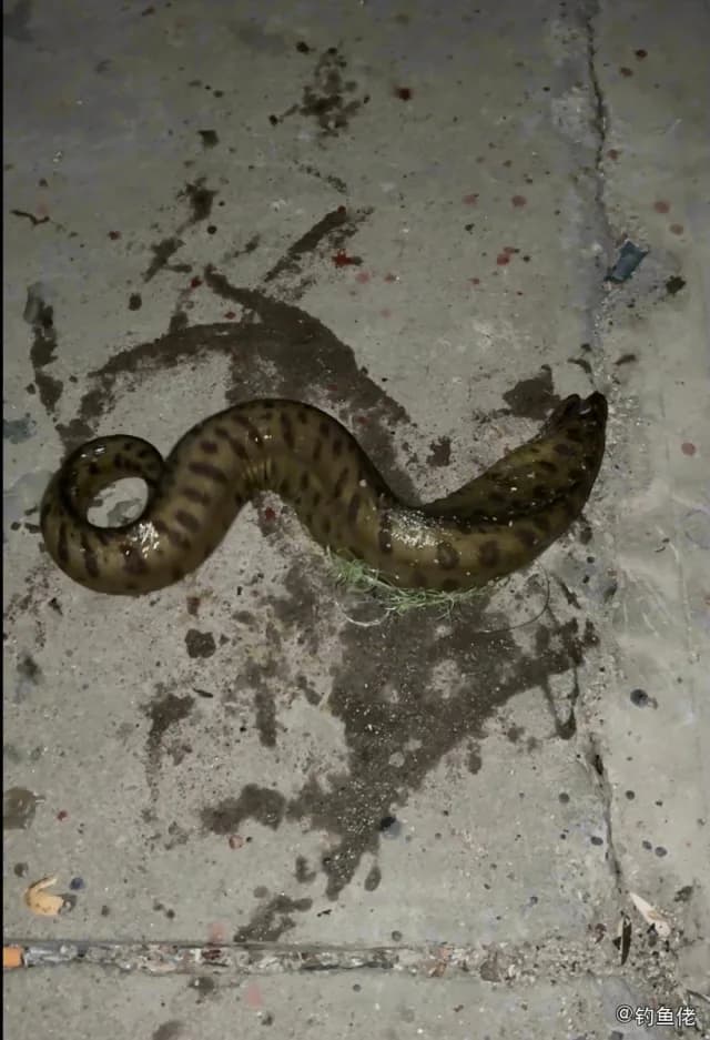 匀斑裸胸鳝钓获 深圳市 0.8kg
