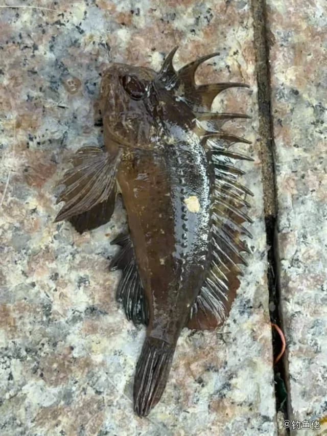 长棘拟鳞鲉钓获 香港特别行政区 0.1kg