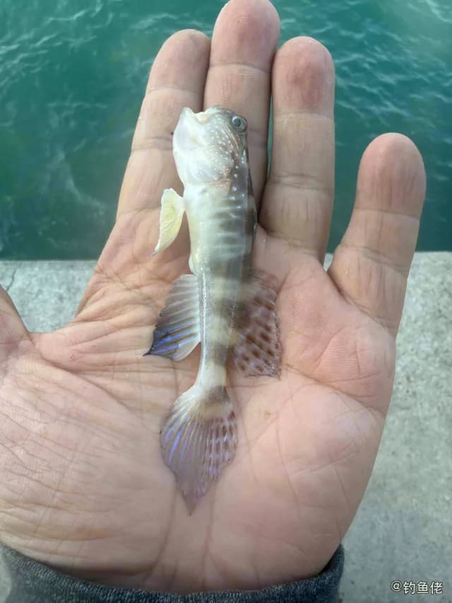 长丝犁突虾虎鱼钓获 香港特别行政区 0.1kg