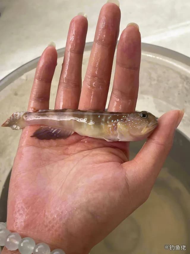 长丝犁突虾虎鱼钓获 威海市 0.8kg