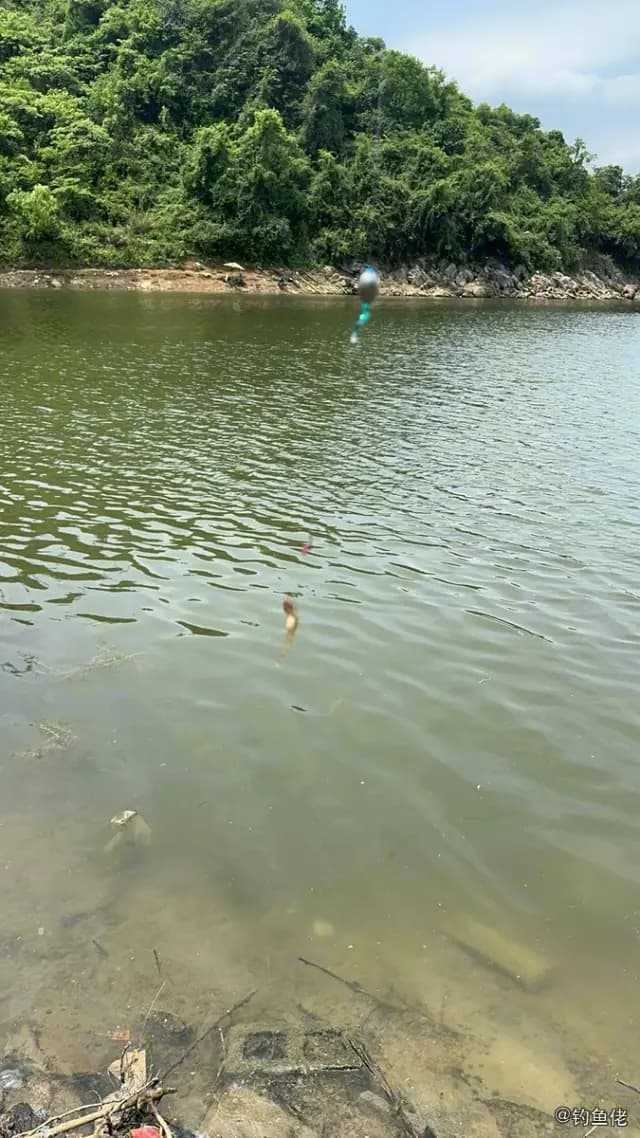 长丝犁突虾虎鱼钓获 贵阳市 