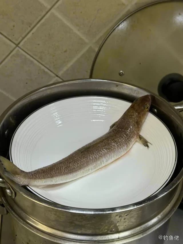 长体蛇鲻钓获 青岛市 0.8kg