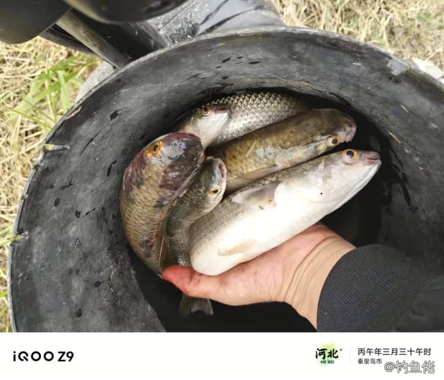 长体蛇鲻钓获 秦皇岛市 2kg
