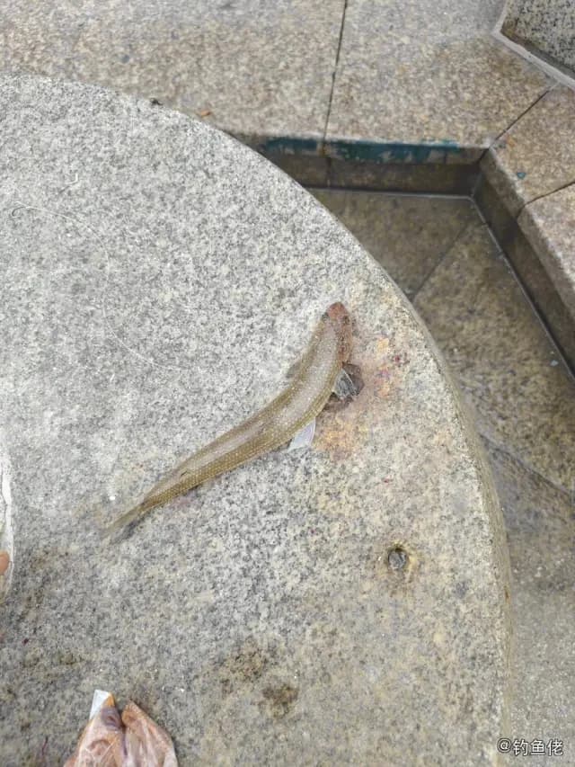长体蛇鲻钓获 烟台市 0.8kg