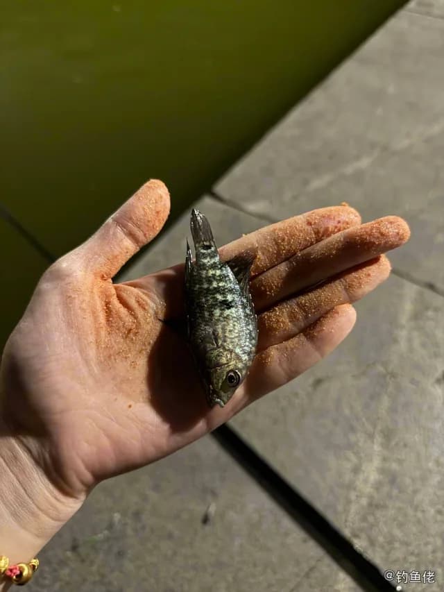 珍珠德州丽鱼钓获 佛山市 0.1kg