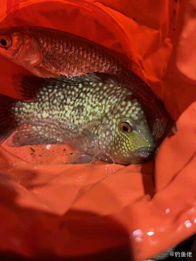 珍珠德州丽鱼钓获 广州市 0.1kg