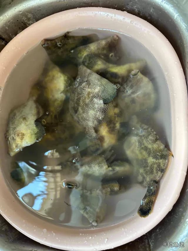中华单角鲀钓获 惠州市 0.3kg