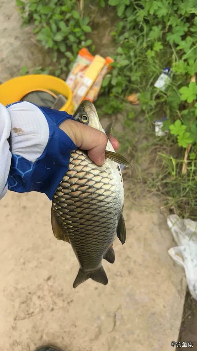 中华倒刺鲃钓获 重庆市 1kg
