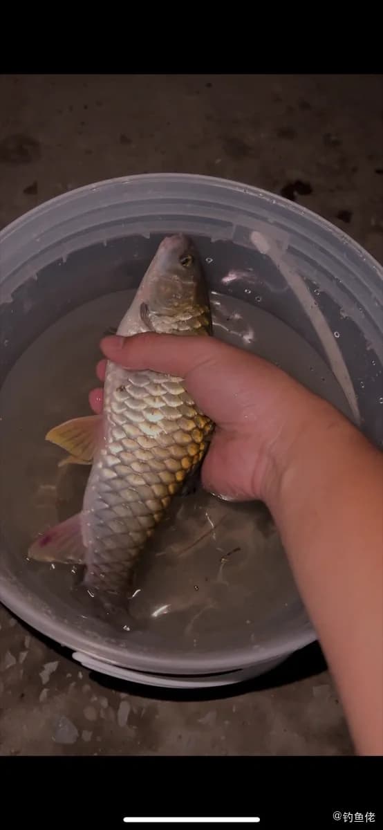 中华倒刺鲃钓获 桂林市 0.8kg