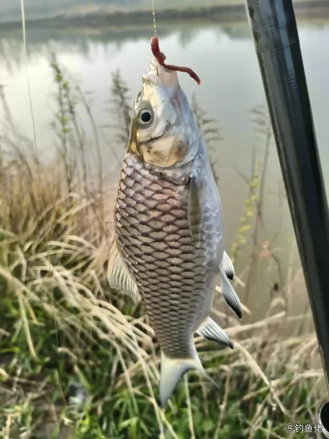中华倒刺鲃钓获 南通市 1kg
