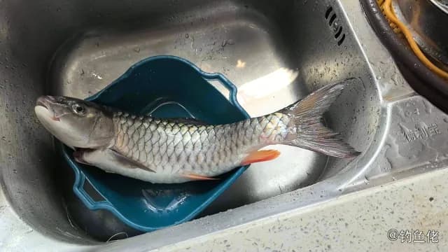 中华倒刺鲃钓获 漳州市 1.5kg