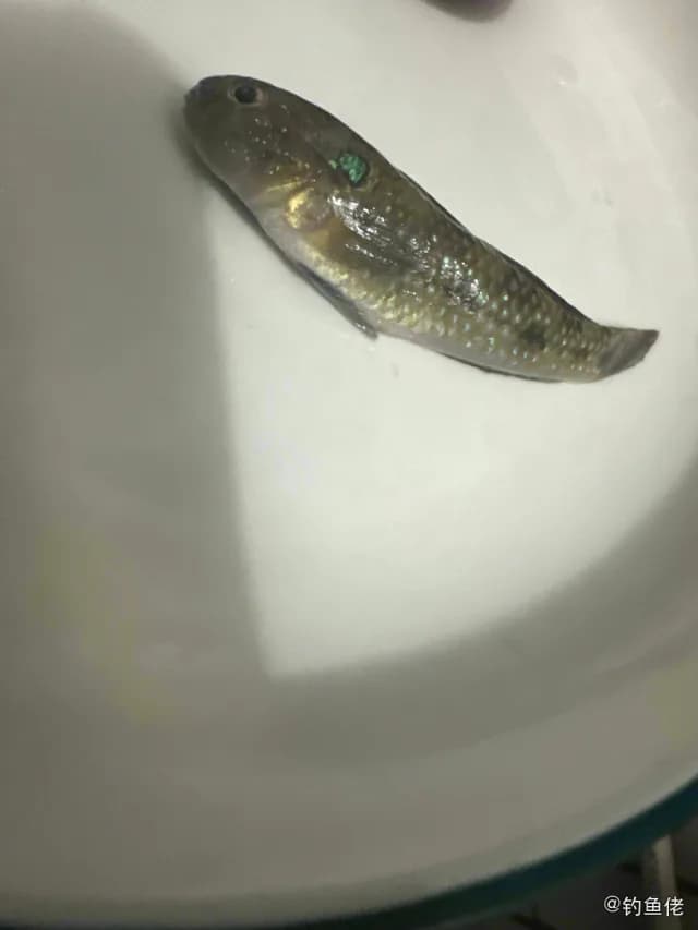 中华乌塘鳢钓获 深圳市 0.03kg