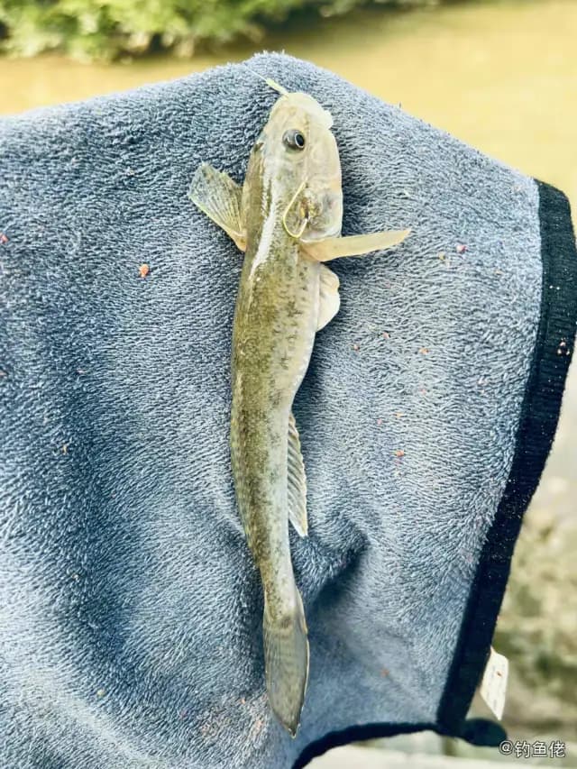 中华乌塘鳢钓获 广州市 0.1kg