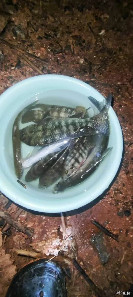中华乌塘鳢钓获 黔南布依族苗族自治州 0.03kg