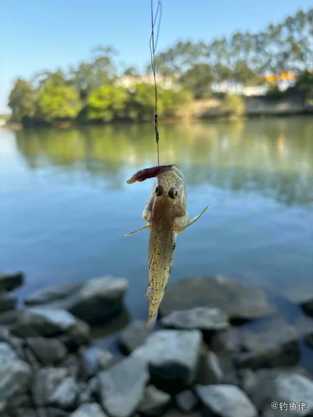 中华乌塘鳢钓获 东莞市 0.03kg