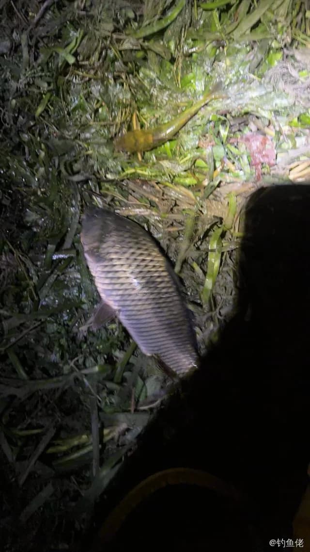主刺盖鱼钓获 上海市 0.16kg
