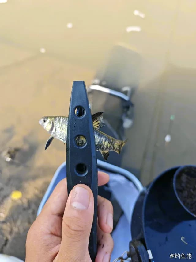 壮体华鳅钓获 南京市 1kg