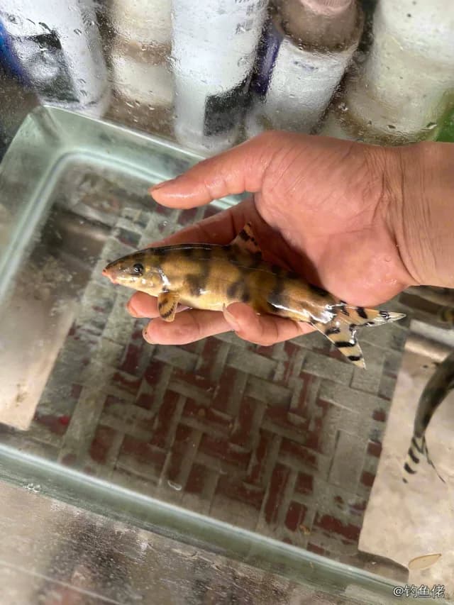 壮体华鳅钓获 德宏傣族景颇族自治州 0.2kg