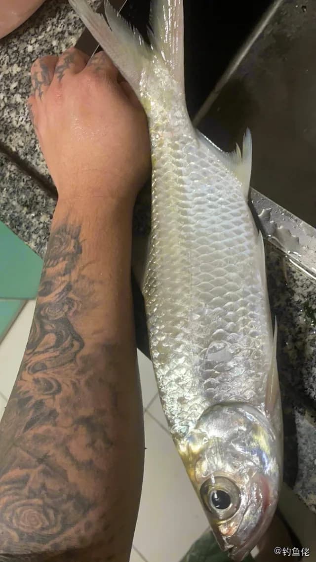 鲻鱼钓获 珠海市 0.5kg