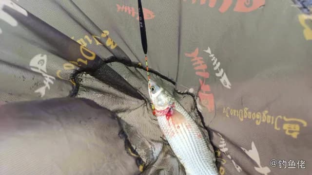 鲻鱼钓获 珠海市 6.4kg