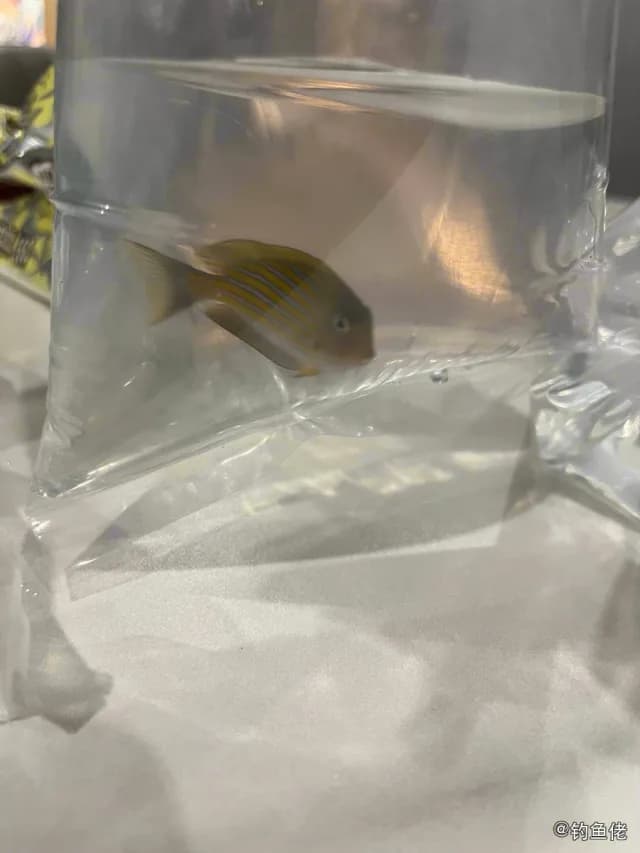 纵带刺尾鱼钓获 厦门市 0.8kg