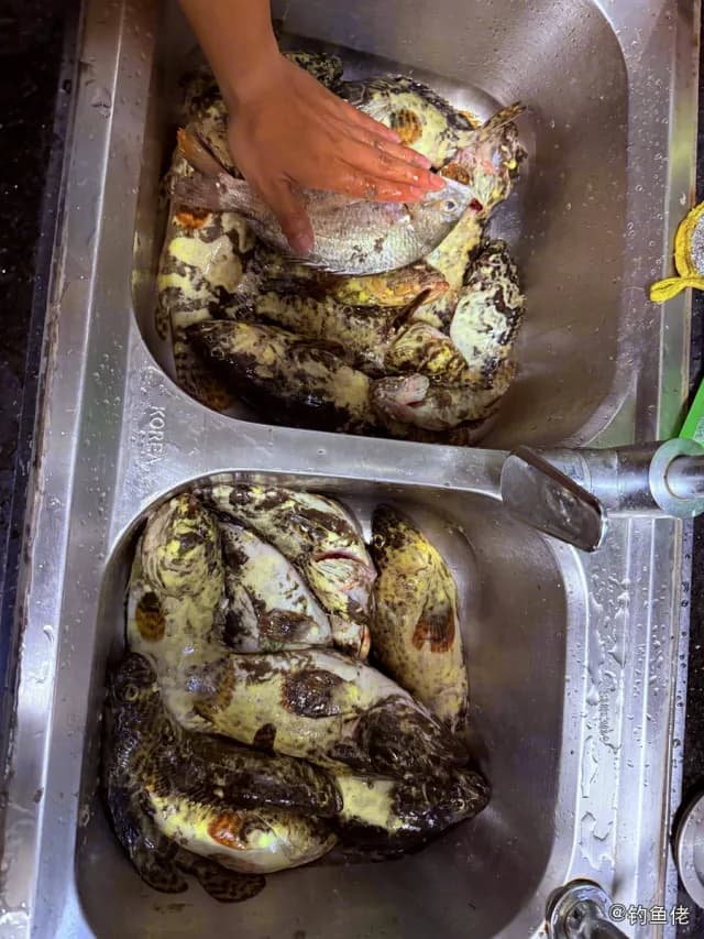 棕点石斑鱼钓获 汕尾市 10.4kg