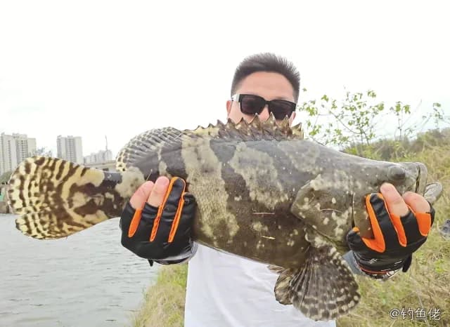 棕点石斑鱼钓获 5.1kg
