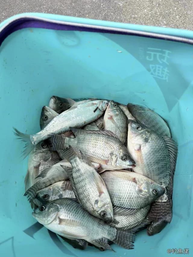 尼罗非鲫钓获 3kg