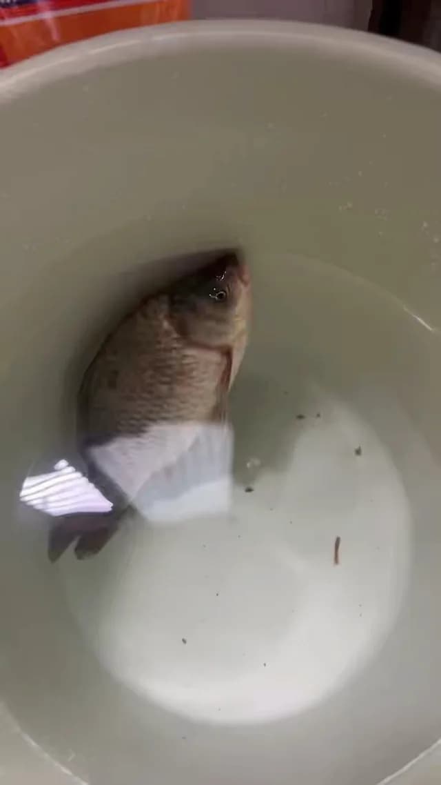 鲫鱼钓获 0.45kg