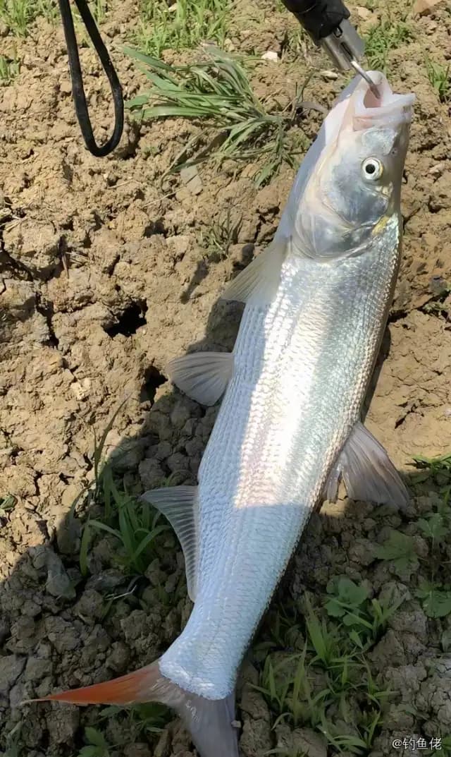 白条钓获 1kg