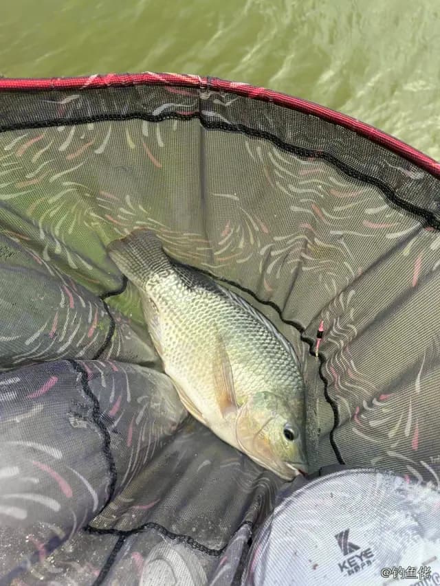尼罗非鲫钓获 0.5kg