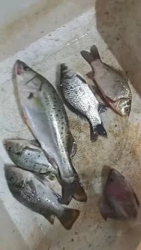 中国花鲈钓获 1kg