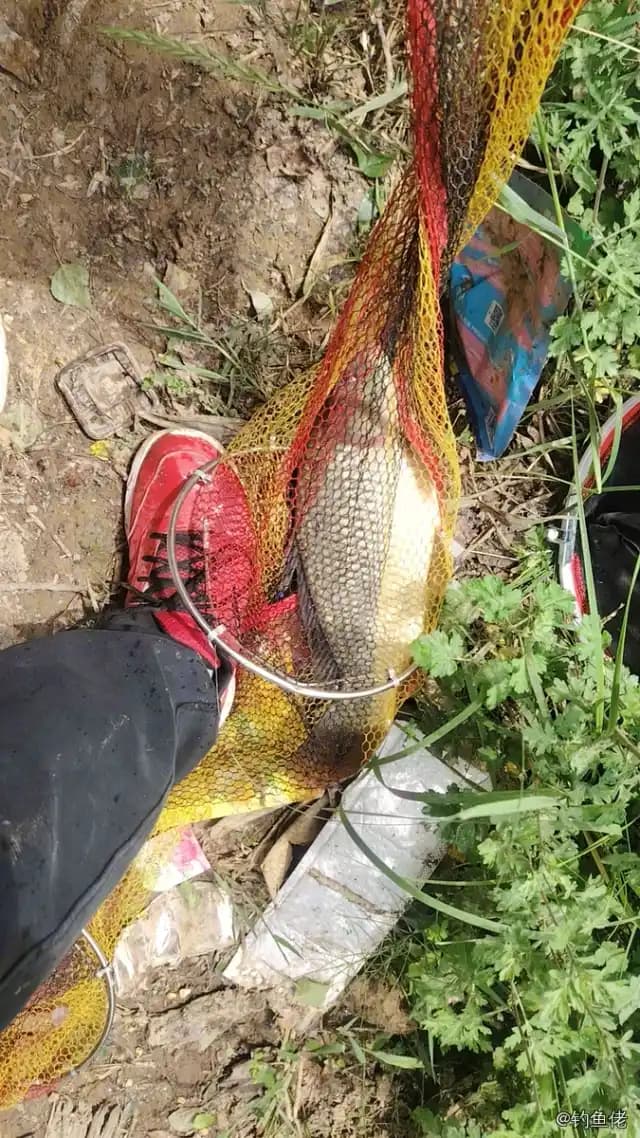 鲤鱼钓获 1.8kg