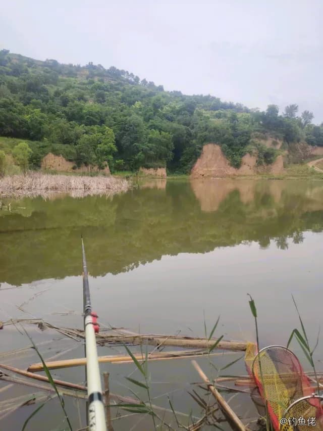 鲤鱼钓获 12kg