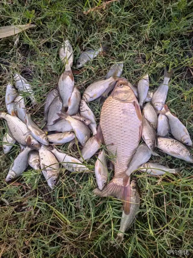 鲫鱼钓获 1.3kg