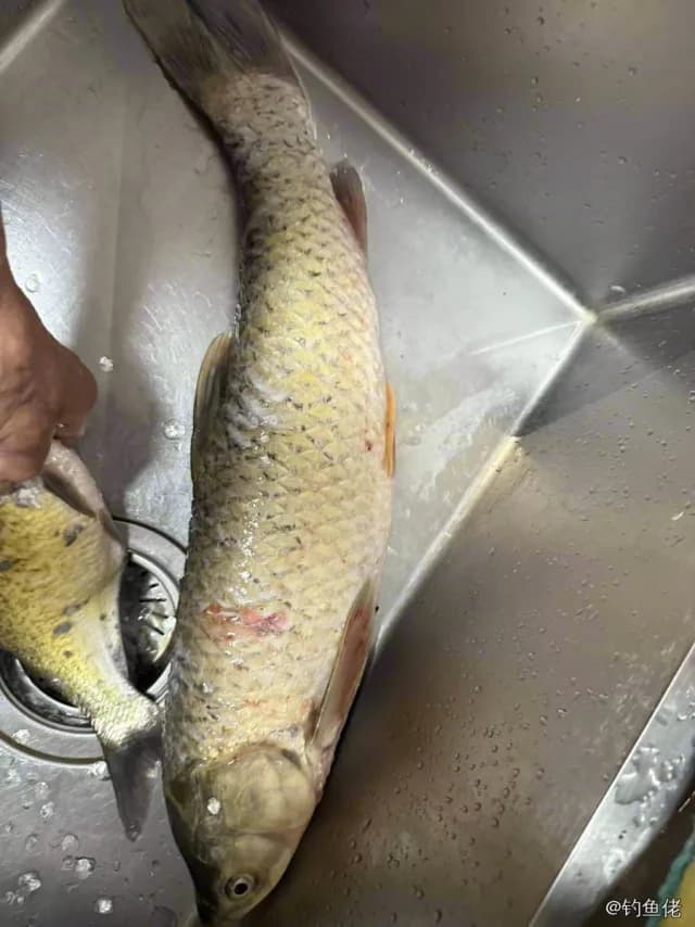 草鱼钓获 4.5kg