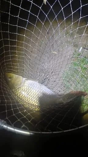 鲤鱼钓获 3.8kg
